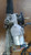 CITROEN C3 PICASSO (2013) STERZO SCATOLA STERZO C/SERVOSTERZO USATO Da 2013 A 2015 [[292485]]