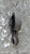 CITROEN C3 PICASSO (2013) MOTORE SUPPORTO GOMMA MOTORE (BIELLETTA) USATO Da 2013 A 2015 [[292490]]