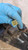 SUZUKI SX4 (2006) FANALERIA FANALE POST. SX. USATO Da 2005 A 2009 [[293184]]