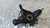 PEUGEOT 3008 «I» (2013) ASSALE FUSELLO RUOTA ANT. DX. USATO Da 2013 A 2016 [[293530]]