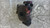OPEL CORSA «E» (2014) IMPIANTO FRENANTE PINZA FRENO ANT. SX. USATO Da 2014 in poi [[293853]]