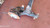 PEUGEOT 3008 «II» (2016) ASSALE ASSALE POST. USATO Da 2016 A 2020 [[294134]]