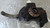 ALFA ROMEO 159 SPORTWAGON (2006) ASSALE FUSELLO RUOTA ANT. SX. USATO Da 2009 A 2011 [[295670]]