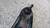TOYOTA GT 86 (2012) ASSALE BRACCIO OSCILLANTE ANT. DX. USATO Da 2012 in poi [[296085]]
