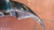 MINI COUNTRYMAN ONE «R60» (2010) LAMIERATI ESTERNI PARAURTI POST. USATO Da 2010 A 2014 [[297915]]