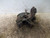 AUDI A1 «8X1» (2010) ASSALE FUSELLO RUOTA ANT. SX. USATO Da 2010 in poi [[230921]]