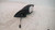 CITROEN C3 PLURIEL (2003) CRISTALLI RETROVISORE ESTERNO ANT. DX. USATO Da 2004 A 2011 [[230650]]