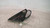 ALFA ROMEO 147 «I» (2001) CRISTALLI RETROVISORE ESTERNO ANT. DX. USATO Da 2000 A 2005 [[230173]]