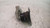 VOLKSWAGEN POLO «VI» (2009) MOTORE SUPPORTO GOMMA MOTORE DX. USATO Da 2009 A 2014 [[229982]]