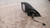 CITROEN C3 PLURIEL (2003) CRISTALLI RETROVISORE ESTERNO ANT. DX. USATO Da 2004 A 2011 [[229512]]