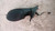 CITROEN C3 PLURIEL (2003) CRISTALLI RETROVISORE ESTERNO ANT. DX. USATO Da 2004 A 2011 [[229512]]