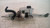 FIAT BRAVO «II» (2010) STERZO PIANTONE STERZO USATO Da 2010 in poi [[229414]]