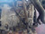 SMART FORFOUR «453» (2015) CAMBIO E TRASMISSIONE CAMBIO USATO [[229277]]
