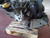 SMART FORFOUR «453» (2015) MOTORE MOTORE COMPLETO USATO [[229273]]