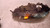 FIAT PUNTO «II» (2000) FANALERIA PROIETTORE ANT. SX. USATO Da 2001 A 2003 [[229190]]
