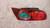 FIAT CROMA «II» (2005) FANALERIA FANALE INT. POST. SX. USATO Da 2005 A 2007 [[229144]]