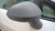 SEAT IBIZA V «6J1» COUPE (2008) CRISTALLI RETROVISORE ESTERNO ANT. DX. USATO Da 2008 A 2012 [[227495]]
