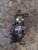 NISSAN QASHQAI «II» (2014) ALLESTIMENTI INTERNI MANIGLIA PORTA INT. ANT. SX. USATO Da 2014 A 2017 [[226916]]