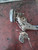 FORD ECOSPORT (2013) ASSALE ASSALE POST. USATO Da 2016 A 2017 [[226876]]