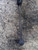 VOLKSWAGEN POLO «VI» (2014) ASSALE BIELLETTA STABILIZZATRICE ANT. SX. USATO Da 2014 in poi [[226525]]