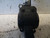 CITROEN C4 PICASSO «I» (2007) SCARICO E INIEZIONE PEDALE ACCELERATORE USATO [[224698]]