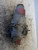 HONDA HR-V «I» (1999) CAMBIO E TRASMISSIONE SCATOLA DIFFERENZIALE POST. USATO Da 1999 A 2005 [[224485]]