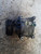 LANCIA YPSILON «III» (2015) TERMICO COMPRESSORE A/C USATO Da 2016 A 2021 [[224460]]