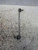 ALFA ROMEO GIULIETTA (2013) ASSALE BIELLETTA STABILIZZATRICE ANT. DX. USATO Da 2015 A 2016 [[224413]]