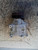 FIAT PANDA «III» (2012) TERMICO COMPRESSORE A/C USATO Da 2020 in poi [[224400]]