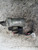 FIAT GRANDE PUNTO (2006) IMPIANTO ELETTRICO MOTORINO AVVIAMENTO USATO Da 2005 A 2010 [[223857]]