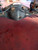 TOYOTA LANDCRUISER 120 (2003) ASSALE ASSALE POST. USATO Da 2000 A 2002 [[222970]]