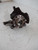 CHEVROLET AVEO «II» (2007) ASSALE FUSELLO RUOTA ANT. SX. USATO Da 2009 A 2011 [[217143]]