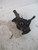 FIAT PANDA «II» (2004) ASSALE MOZZO RUOTA ANT. DX. USATO Da 2003 A 2009 [[216707]]