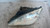FORD GALAXY «II» (2000) FANALERIA PROIETTORE ANT. SX. USATO Da 2003 A 2006 [[216130]]