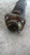 DR DR1 (01/10>) ASSALE AMMORTIZZATORE ANT. SX. USATO [[216063]]