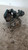 KIA PICANTO «I» (2004) STERZO POMPA SERVOSTERZO USATO Da 2004 A 2008 [[215494]]