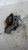 PEUGEOT 207 (2006) MOTORE SUPPORTO GOMMA MOTORE DX. USATO Da 2006 A 2009 [[213018]]