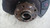 VOLKSWAGEN TOURAN «I» (2003) ASSALE MOZZO RUOTA C/CUSCINETTO ANT. DX. USATO Da 2003 A 2006 [[212992]]