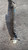 VOLVO XC70 «III» (2008) CAMBIO E TRASMISSIONE ALBERO TRASMISSIONE USATO [[167423]]
