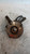 RENAULT TWINGO «II» (2008) ASSALE FUSELLO RUOTA ANT. SX. USATO Da 2007 A 2011 [[211100]]