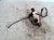 CITROEN C3 PICASSO (2009) LAMIERATI ESTERNI SERRATURA PORTA ANT. DX. USATO [[218995]]