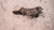 BLOCCASTERZO USATO DAL 2001 AL 2003 VOLKSWAGEN GOLF «IV» (1998) 4BO905851C [[228719]]
