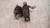 FIAT PANDA «II» (2004) MOTORE SUPPORTO GOMMA MOTORE DX. USATO Da 2004 A 2009 [[228629]]