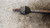FIAT PANDA «II» (2004) CAMBIO E TRASMISSIONE SEMIASSE POST. DX. USATO Da 2004 A 2009 [[229031]]