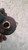 FIAT PUNTO «II» (2003) SCARICO E INIEZIONE INIETTORE DIESEL BOSCH USATO [[232997]]