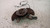 FIAT SEDICI (2006) ASSALE FUSELLO RUOTA ANT. DX. USATO Da 2009 in poi [[233092]]
