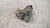 TOYOTA YARIS (FRANCE ) «III» (2009) STERZO BLOCCASTERZO USATO Da 2009 A 2011 [[233060]]