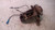 CITROEN DS3 (2010) ASSALE FUSELLO RUOTA ANT. DX. USATO Da 2010 A 2015 [[233670]]