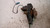 MINI MINI ONE «R50» (2001) ASSALE FUSELLO RUOTA ANT. DX. USATO Da 2001 A 2006 [[233549]]