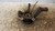 NISSAN MICRA «III» (2005) ASSALE FUSELLO RUOTA ANT. SX. USATO Da 2005 A 2010 [[234015]]